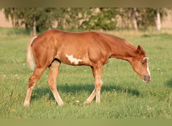 Paint Horse, Giumenta, Puledri
 (05/2023), 150 cm, Overo-tutti i colori