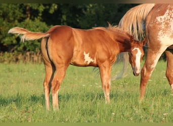 Paint Horse, Giumenta, Puledri
 (05/2023), 150 cm, Overo-tutti i colori