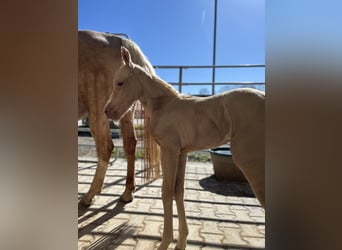 Paint Horse, Giumenta, , 150 cm, Palomino