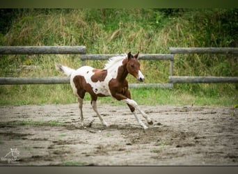 Paint Horse, Giumenta, Puledri (04/2024), 152 cm, Tobiano-tutti i colori