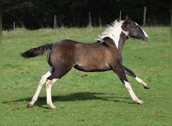 Paint Horse, Giumenta, Puledri (05/2024), 154 cm, Grullo