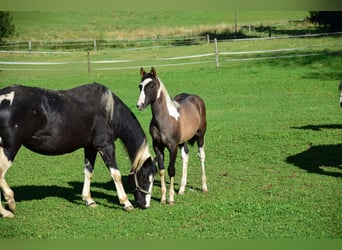 Paint Horse, Giumenta, Puledri (05/2024), 154 cm, Grullo