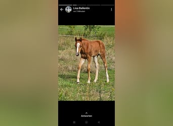 Paint Horse, Giumenta, Puledri
 (05/2023), 155 cm