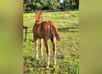 Paint Horse, Giumenta, Puledri
 (05/2023), 155 cm