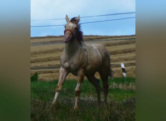 Paint Horse, Giumenta, Puledri
 (03/2023), 155 cm, Champagne