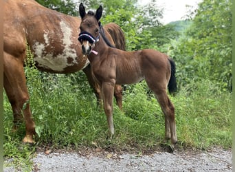 Paint Horse, Giumenta, , Baio