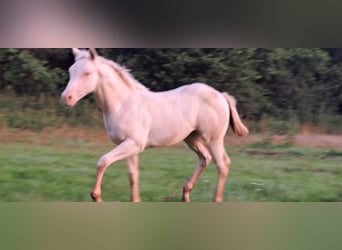 Paint Horse, Giumenta, Puledri (04/2025)