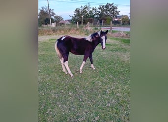 Paint Horse, Giumenta, Puledri
 (04/2024), Tobiano-tutti i colori