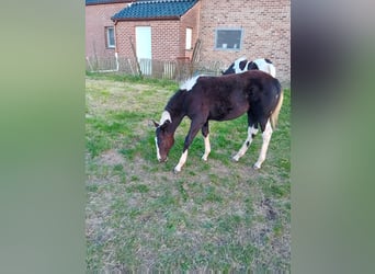 Paint Horse, Giumenta, Puledri
 (04/2024), Tobiano-tutti i colori