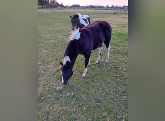 Paint Horse, Giumenta, Puledri
 (04/2024), Tobiano-tutti i colori