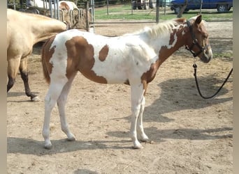 Paint Horse, Giumenta, Puledri (04/2024), Tobiano-tutti i colori