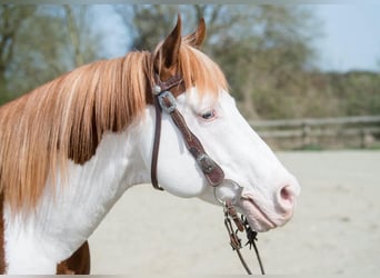 Paint Horse, Hengst, 10 Jaar, 163 cm, Overo-alle-kleuren