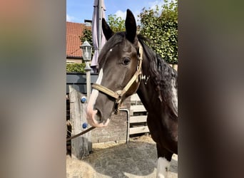 Paint Horse, Hengst, 1 Jaar, 140 cm, Gevlekt-paard