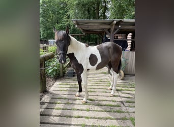 Paint Horse Mix, Hengst, 1 Jaar, 140 cm, Gevlekt-paard