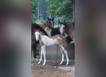 Paint Horse, Hengst, 1 Jaar, 145 cm, Tobiano-alle-kleuren