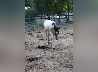 Paint Horse Mix, Hengst, 1 Jaar, 147 cm, Gevlekt-paard