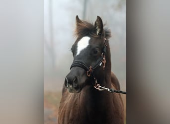 Paint Horse, Hengst, 1 Jaar, 148 cm, Zwart