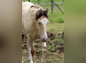 Paint Horse, Hengst, 1 Jaar, 150 cm, Champagne