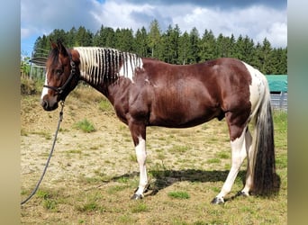Paint Horse, Hengst, 1 Jaar, 150 cm, Donkerbruin