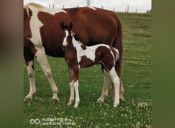 Paint Horse, Hengst, 1 Jaar, 150 cm, Gevlekt-paard