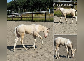 Paint Horse, Hengst, 1 Jaar, 150 cm, Perlino