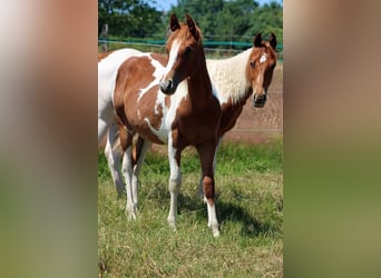 Paint Horse, Hengst, 1 Jaar, 150 cm, Tobiano-alle-kleuren