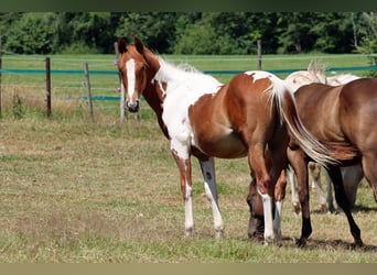 Paint Horse, Hengst, 1 Jaar, 150 cm, Tobiano-alle-kleuren