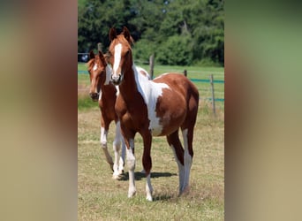 Paint Horse, Hengst, 1 Jaar, 150 cm, Tobiano-alle-kleuren