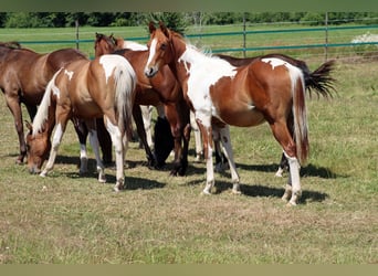 Paint Horse, Hengst, 1 Jaar, 150 cm, Tobiano-alle-kleuren