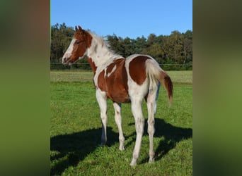 Paint Horse, Hengst, 1 Jaar, 150 cm, Tobiano-alle-kleuren