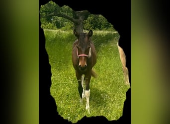 Paint Horse, Hengst, 1 Jaar, 150 cm, Tobiano-alle-kleuren