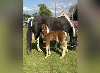 Paint Horse, Hengst, 1 Jaar, 150 cm, Tobiano-alle-kleuren