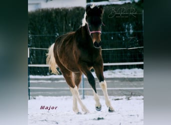 Paint Horse, Hengst, 1 Jaar, 150 cm, Tobiano-alle-kleuren