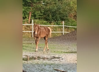 Paint Horse Mix, Hengst, 1 Jaar, 150 cm, Vos