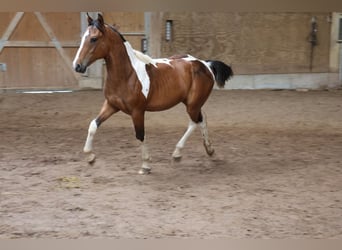 Paint Horse Mix, Hengst, 1 Jaar, 152 cm, Gevlekt-paard