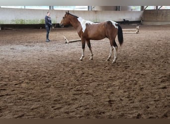Paint Horse Mix, Hengst, 1 Jaar, 152 cm, Gevlekt-paard