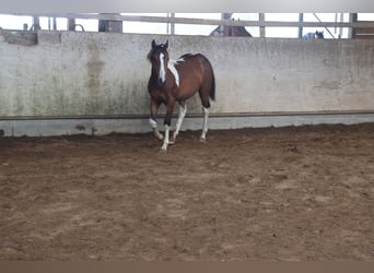 Paint Horse Mix, Hengst, 1 Jaar, 152 cm, Gevlekt-paard