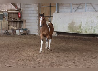 Paint Horse Mix, Hengst, 1 Jaar, 152 cm, Gevlekt-paard