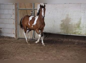 Paint Horse Mix, Hengst, 1 Jaar, 152 cm, Gevlekt-paard