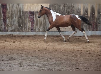 Paint Horse Mix, Hengst, 1 Jaar, 152 cm, Gevlekt-paard