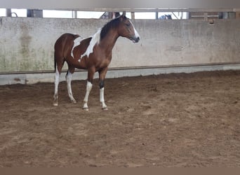 Paint Horse Mix, Hengst, 1 Jaar, 152 cm, Gevlekt-paard
