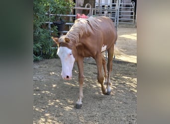 Paint Horse, Hengst, 1 Jaar, 152 cm, Overo-alle-kleuren