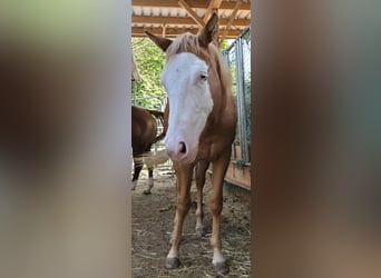 Paint Horse, Hengst, 1 Jaar, 152 cm, Overo-alle-kleuren