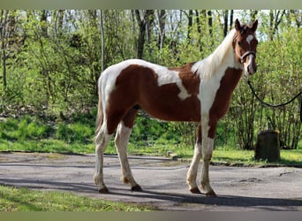 Paint Horse, Hengst, 1 Jaar, 152 cm, Tobiano-alle-kleuren