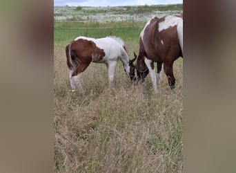 Paint Horse, Hengst, 1 Jaar, 152 cm, Tobiano-alle-kleuren