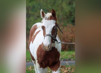 Paint Horse, Hengst, 1 Jaar, 152 cm, Tovereo-alle-kleuren