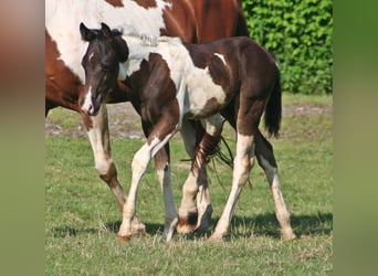 Paint Horse, Hengst, 1 Jaar, 152 cm, Zwart