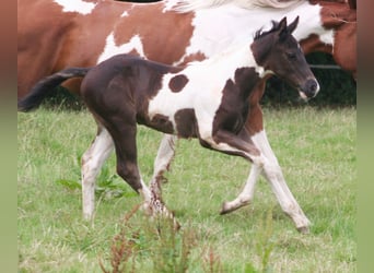 Paint Horse, Hengst, 1 Jaar, 152 cm, Zwart