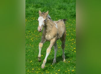 Paint Horse, Hengst, 1 Jaar, 154 cm, Champagne