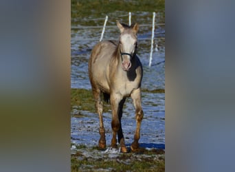 Paint Horse, Hengst, 1 Jaar, 154 cm, Champagne